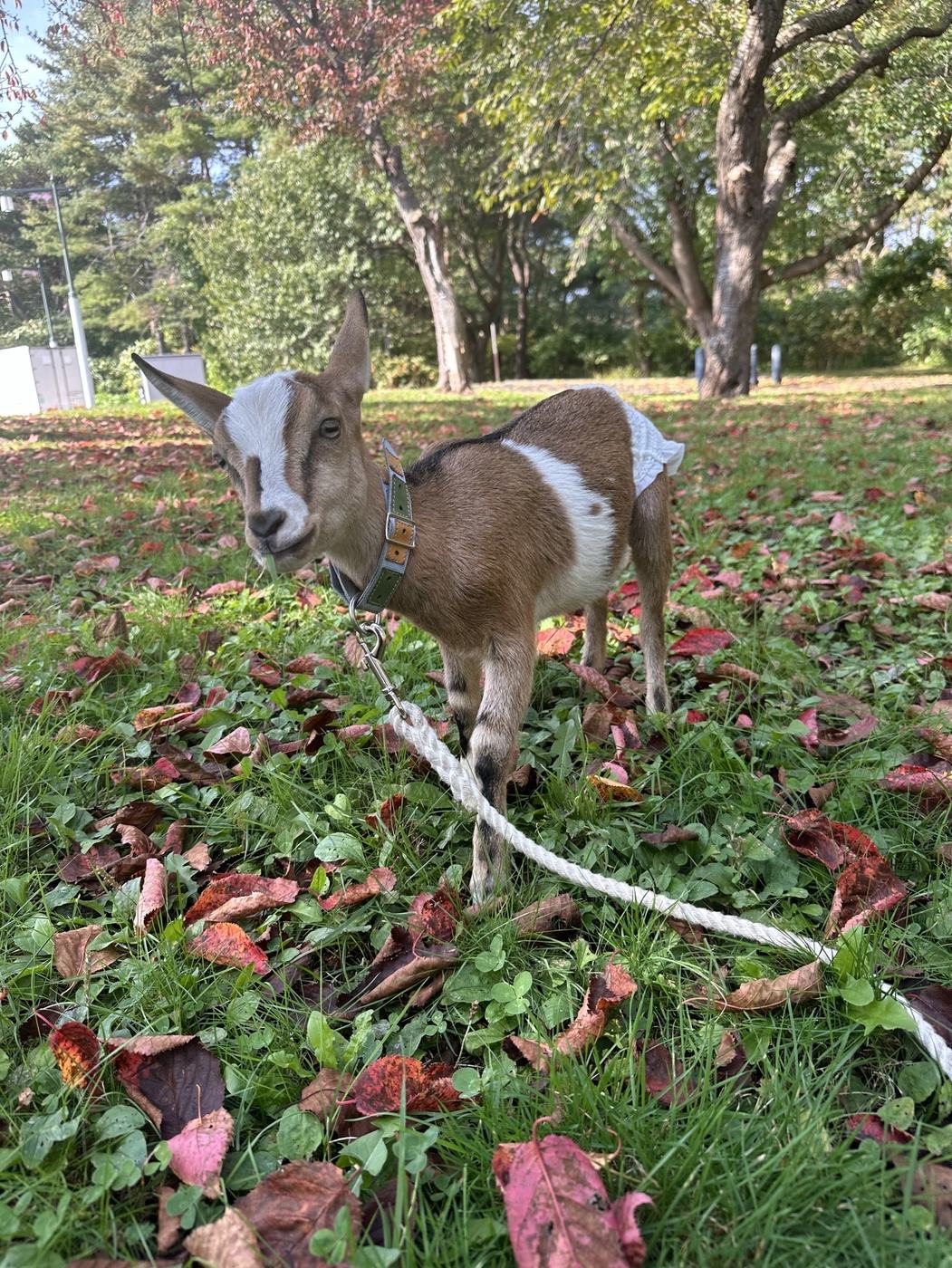 草地の上をゆっくり歩くヤギ