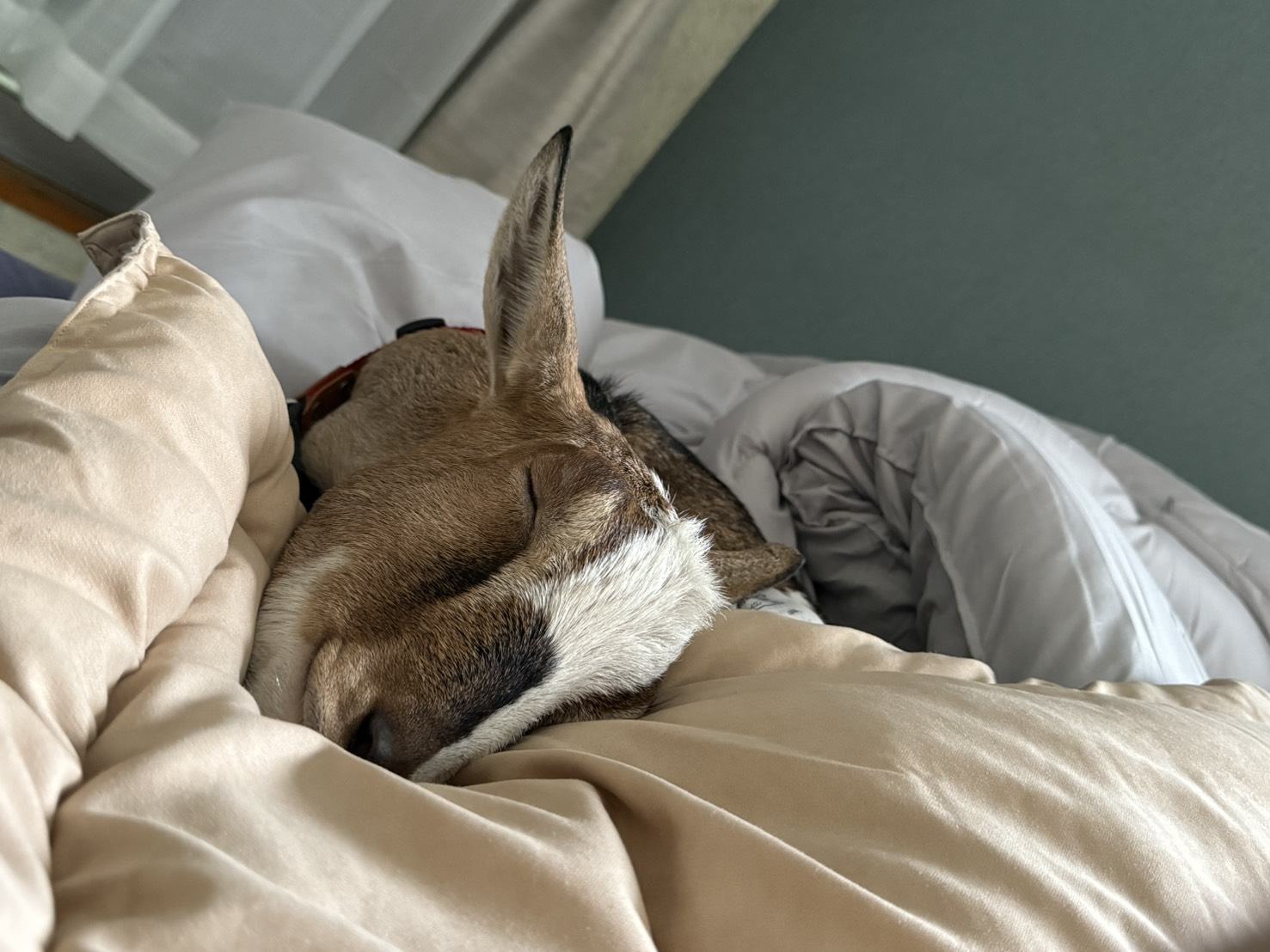 布団にくるまって眠っているヤギ