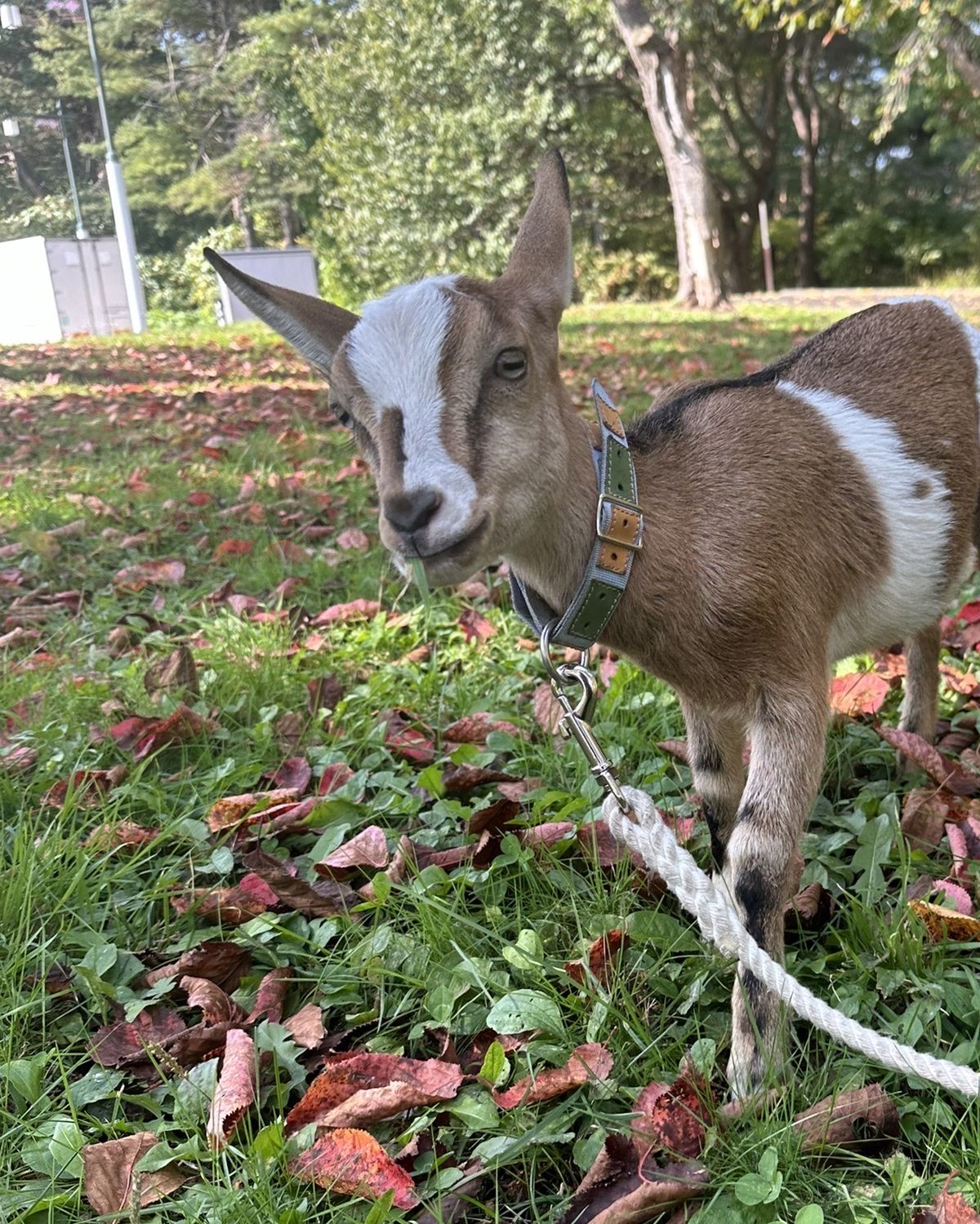木々に囲まれた草地の上を歩く、山本商会のヤギ