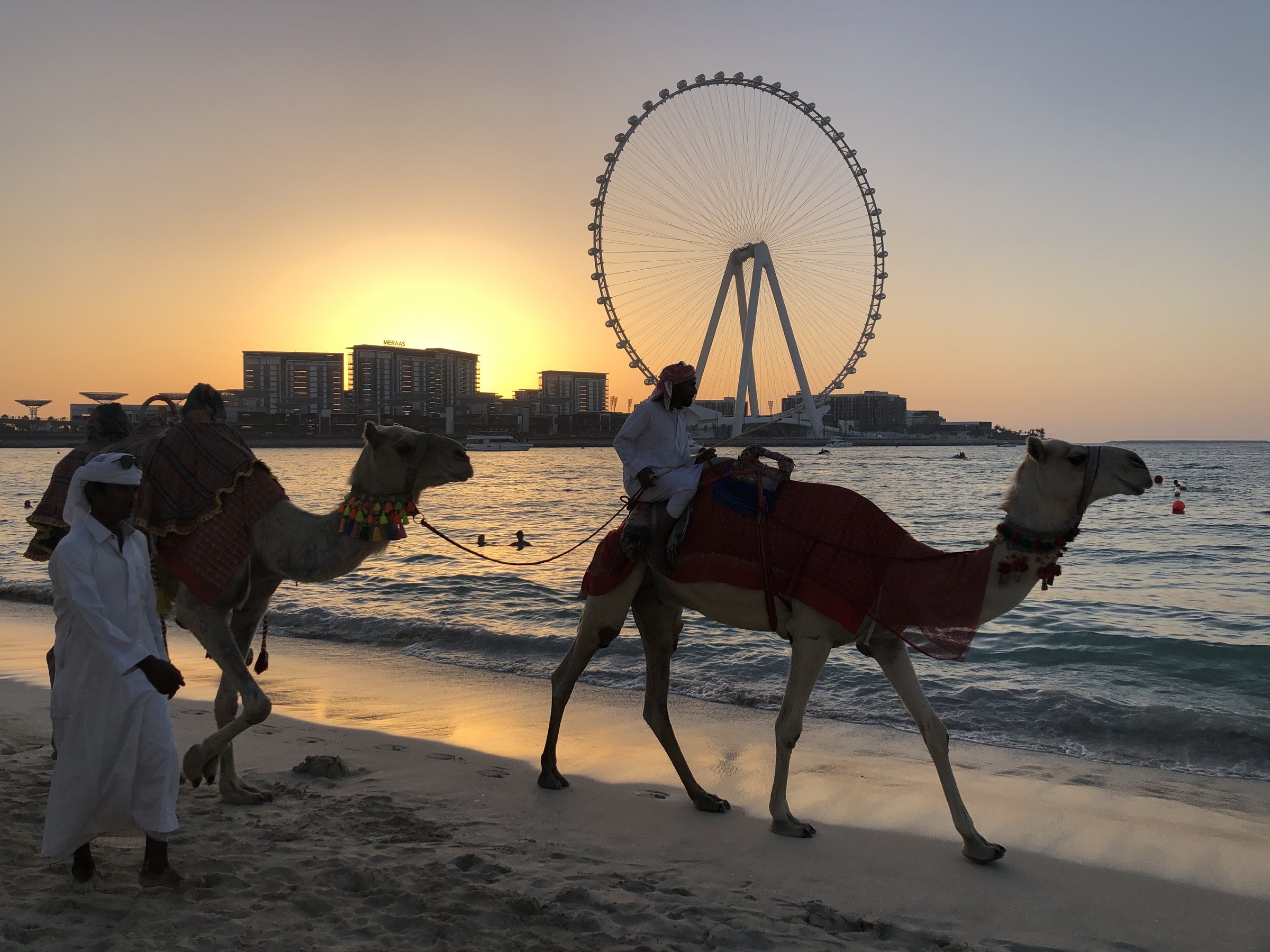 夕暮れのドバイのビーチを、ラクダの一行が水平線へ向かって歩いていく